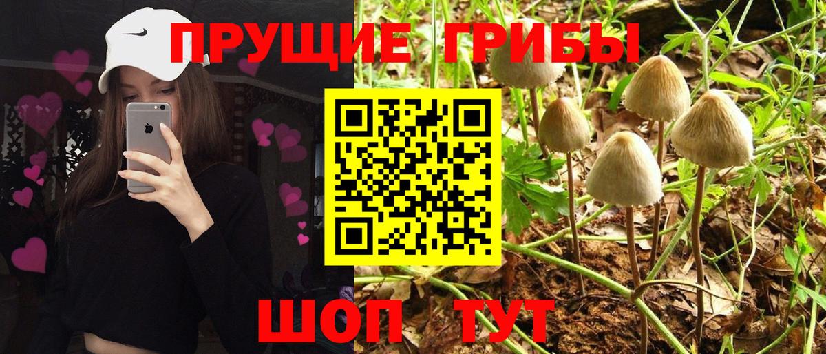Железногорск  Псилоцибиновые грибы MAGIC MUSHROOMS  где купить наркотик  Вход с VPN  Галлюциногенные грибы Psilocybine cubensis 